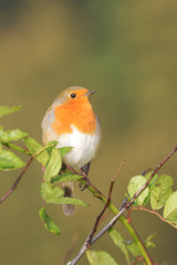 Robin, Erithacus rubecula
