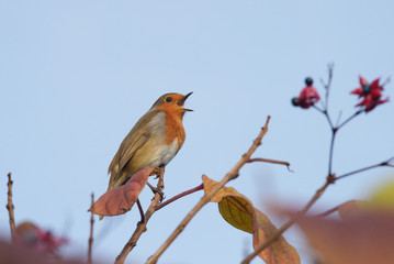 Robin, Erithacus rubecula