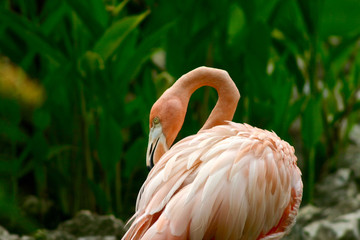 pink flamingo