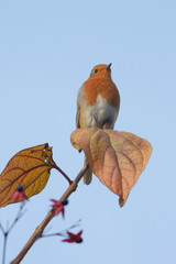 Robin, Erithacus rubecula