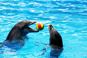 dolphins playing ball - obrazy, fototapety, plakaty
