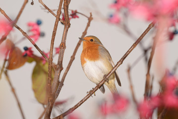 Robin, Erithacus rubecula