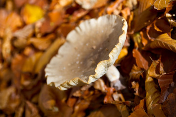 Nebelgrauer Trichterling