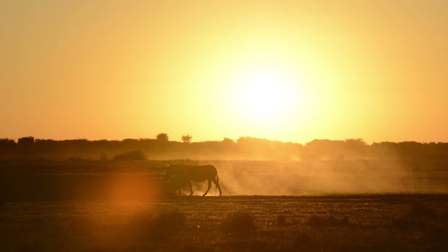 Zebra (Burchell's Zebra Equus quagga burchellii) walking across the dusty ground in Botswana silhouetted by the African sunset in high definition footage