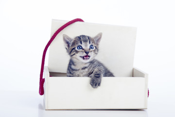 Gatito saliendo de caja con la boca abierta