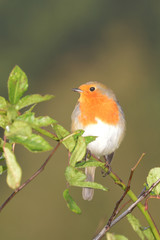 Robin, Erithacus rubecula