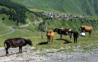 cows on Georgian Military Highway in northern part of Georgia