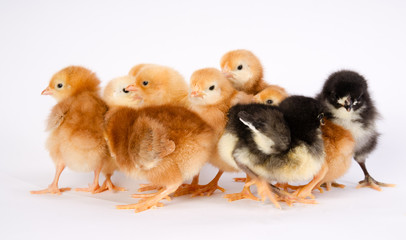 Baby Chick Newborn Farm Chickens Australorp Rhode Island Red
