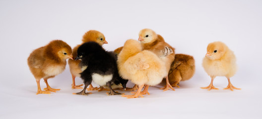 Baby Chick Newborn Farm Chickens Australorp Rhode Island Red