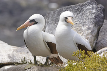 Nazca Boobies sitting on a Rock