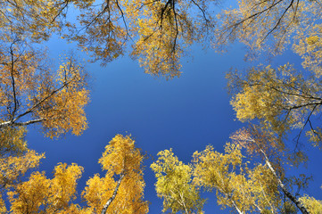 Colorful autumn trees seen from down with empty center