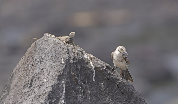 Strange Bedfellows on a Rock