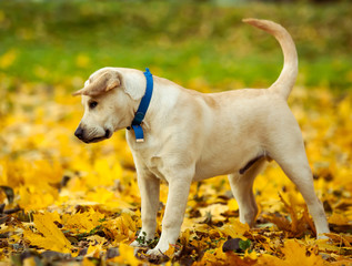 Labrador retriever in autumn park