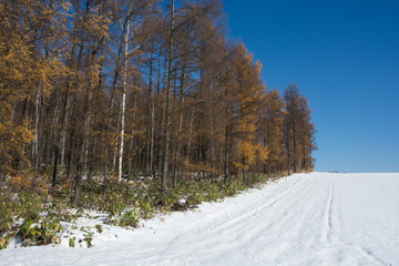 黄葉した木々と雪原