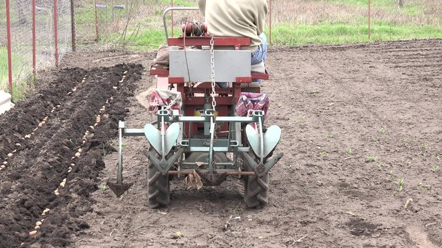 Men Drive Traktor. Seeding of Potato. 4K UltraHD video.