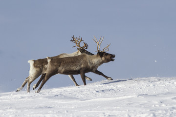 Obraz premium The two reindeer running on snow-covered tundra