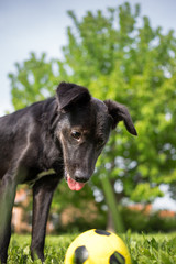 Black mixed breed dog playing with soccer ball