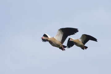 Egyptian Goose in the flight.
