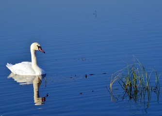 samotny łabędź  © agnes78
