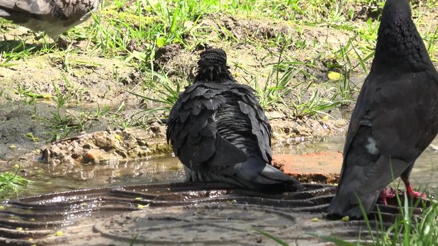 Pigeons Wash in a Puddle of Sewage. 4K UltraHD video.