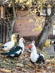Muscovy Duck