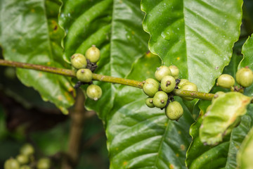 Coffee beans on tree in Ranong province, Thailand