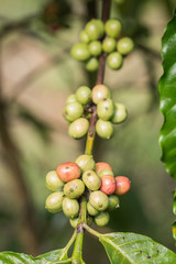 Coffee beans on tree in Ranong province, Thailand