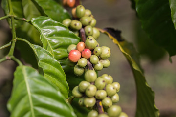 Coffee beans on tree in Ranong province, Thailand