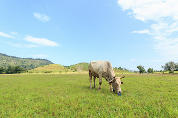 Brown Thai cow standing in the green meadow