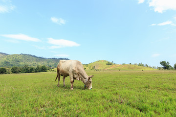 Brown Thai cow standing in the green meadow