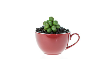 Young green coffee bean and roasted coffee isolated on white