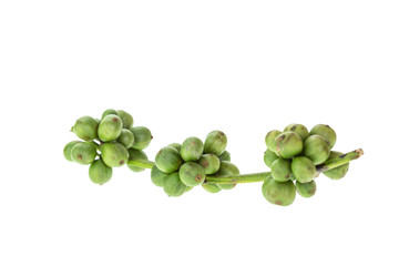 Young green coffee bean isolated on white