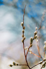 pussy willow branches with blue sky background