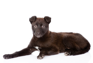 black crossbreed dog lying. isolated on white background