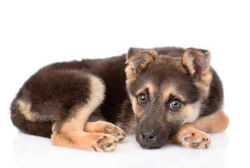 sad mixed breed puppy dog looking at camera. isolated on white b