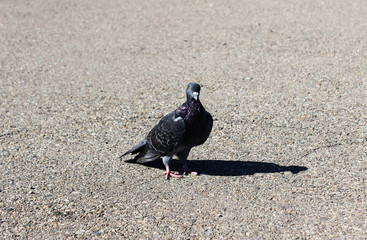 Pigeon