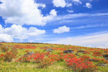 Japanese azalea at Kirigamine highland, Nagano, Japan