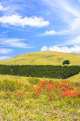 Japanese azalea at Kirigamine highland, Nagano, Japan