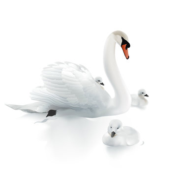 Swan Mother and swanlings.
Hand drawn vector illustration of a mute swan resting on the surface of the water, surrounded by her offspring.
