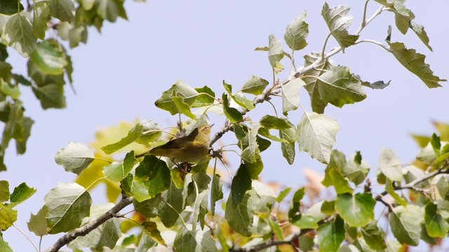 p&aacute;jaro amarillo / subir rama de &aacute;rbol