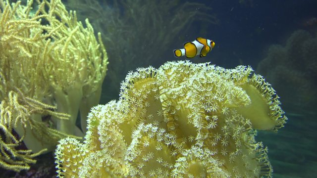 Beautiful Tropical Soft Coral Reef. 4K UltraHD video.