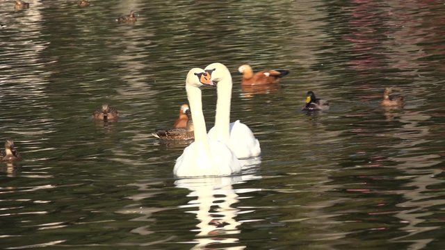 Sweet Couple of White Swans on the Water. 4K UltraHD video.