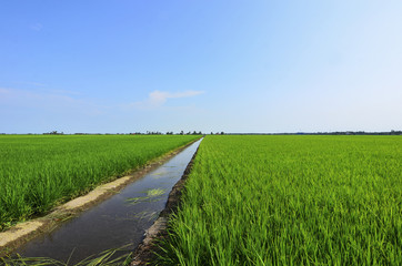 Fototapeta na wymiar Green paddy filed with tree and blue sky landscape in Malaysia