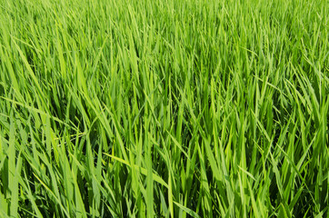 Green paddy field in Malaysia