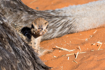 Closeup of an ostrich chicken lying at her mother in red sand.