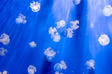 Fototapeta na wymiar White transparent jellyfish or jellies, medusa, swiming in a blue aquarium