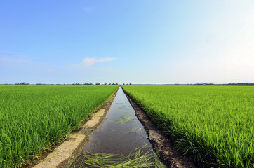 Green paddy field with tree and blue sky landscape in Malaysia