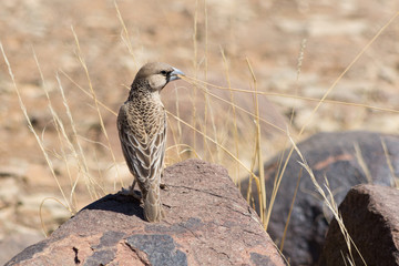 Weaver Bird with grass on rock.
