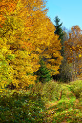 Fototapeta premium Fall colors, brilliant colored trees and overgrown dirt path