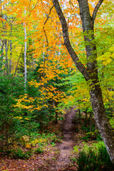 Colourful fall setting on a hiking trail